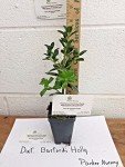 Dwarf Burford Holly for Your Backyard Garden