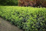 Dwarf Burford Holly Plant with Red Berries
