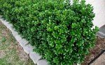 Dwarf Burford Holly for Your Backyard Garden