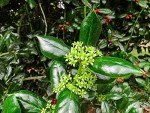 Dwarf Burford Holly Plant with Red Berries
