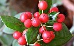 Dwarf Burford Holly for Your Backyard Garden