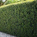 Dwarf Burford Holly Plant with Red Berries