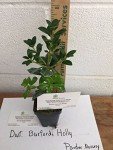 Dwarf Burford Holly for Your Backyard Garden