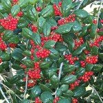 Dwarf Burford Holly Plant with Red Berries