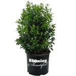 Christmas Jewel Holly - Evergreen Shrub with Berries