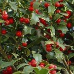 Christmas Jewel Holly - Evergreen Shrub with Berries