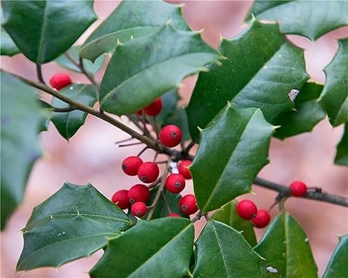 American Holly Tree Seeds - 30+ Rare Seeds