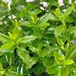Christmas Jewel Holly - Evergreen Shrub with Berries