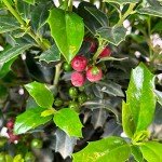 Christmas Jewel Holly - Evergreen Shrub with Berries
