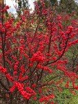 30 Winterberry Bush Seeds for Birds and Gardens
