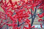 Winter Berry Tree Seedling for Your Garden