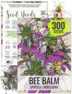 Spotted Bee Balm Seeds - 300 Heirloom Seeds