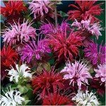 Vibrant Bee Balm Seeds for Butterfly Gardens