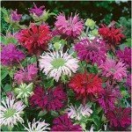 Vibrant Bee Balm Seeds for Butterfly Gardens