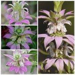Spotted Bee Balm Seeds - 300 Heirloom Seeds