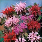 Vibrant Bee Balm Seeds for Butterfly Gardens