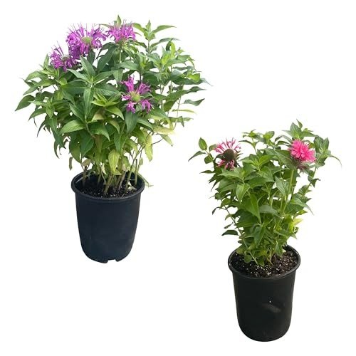 Bee Balm Plants - Assorted Colors for Pollinators