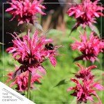 Bee Balm Plants - Assorted Colors for Pollinators