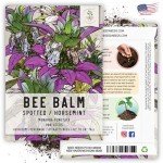 Spotted Bee Balm Seeds - 300 Heirloom Seeds