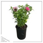 Bee Balm Plants - Assorted Colors for Pollinators