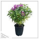 Bee Balm Plants - Assorted Colors for Pollinators