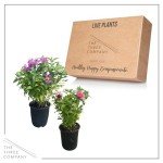 Bee Balm Plants - Assorted Colors for Pollinators