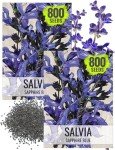 Sapphire Blue Sage Seeds for Butterfly Gardens