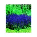 Blue Queen Salvia Seeds – Attract Butterflies & Hummingbirds