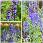 Sapphire Blue Sage Seeds for Butterfly Gardens