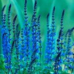 Blue Queen Salvia Seeds – Attract Butterflies & Hummingbirds