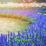 Blue Queen Salvia Seeds – Attract Butterflies & Hummingbirds