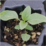 Sapphire Blue Sage Seeds for Butterfly Gardens