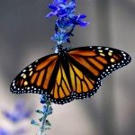 Blue Queen Salvia Seeds – Attract Butterflies & Hummingbirds
