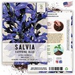 Sapphire Blue Sage Seeds for Butterfly Gardens
