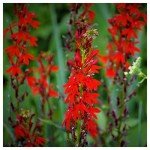 2000 Cardinal Flower Seeds - Native Wildflower Mix