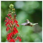 2000 Cardinal Flower Seeds - Native Wildflower Mix