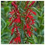 2000 Cardinal Flower Seeds - Native Wildflower Mix