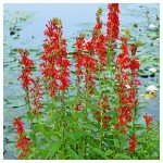 2000 Cardinal Flower Seeds - Native Wildflower Mix