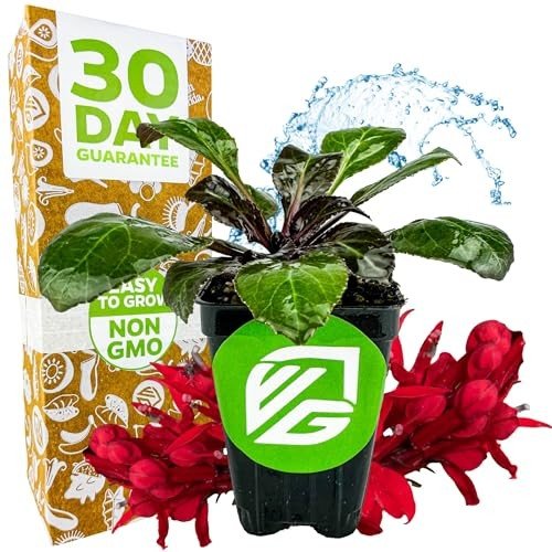 Cardinal Flower Plant - Perfect for Hummingbirds