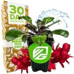Cardinal Flower Plant - Perfect for Hummingbirds