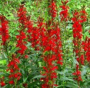 Cardinal Flower Seeds - Lobelia Cardinalis (700 Seeds)
