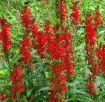 Cardinal Flower Seeds - Lobelia Cardinalis (700 Seeds)