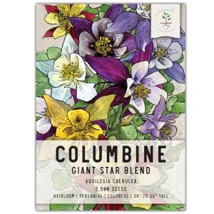Giant Star Columbine Seeds - Mckana's Mixture