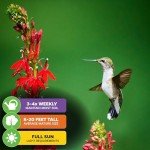 Cardinal Flower Plant - Perfect for Hummingbirds