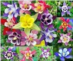 Giant Hybrid Columbine Seeds for Your Backyard