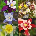 Giant Star Columbine Seeds - Mckana's Mixture