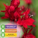 Cardinal Flower Plant - Perfect for Hummingbirds