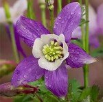 Giant Hybrid Columbine Seeds for Your Backyard