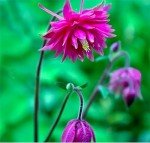 Giant Hybrid Columbine Seeds for Your Backyard
