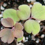 Giant Star Columbine Seeds - Mckana's Mixture